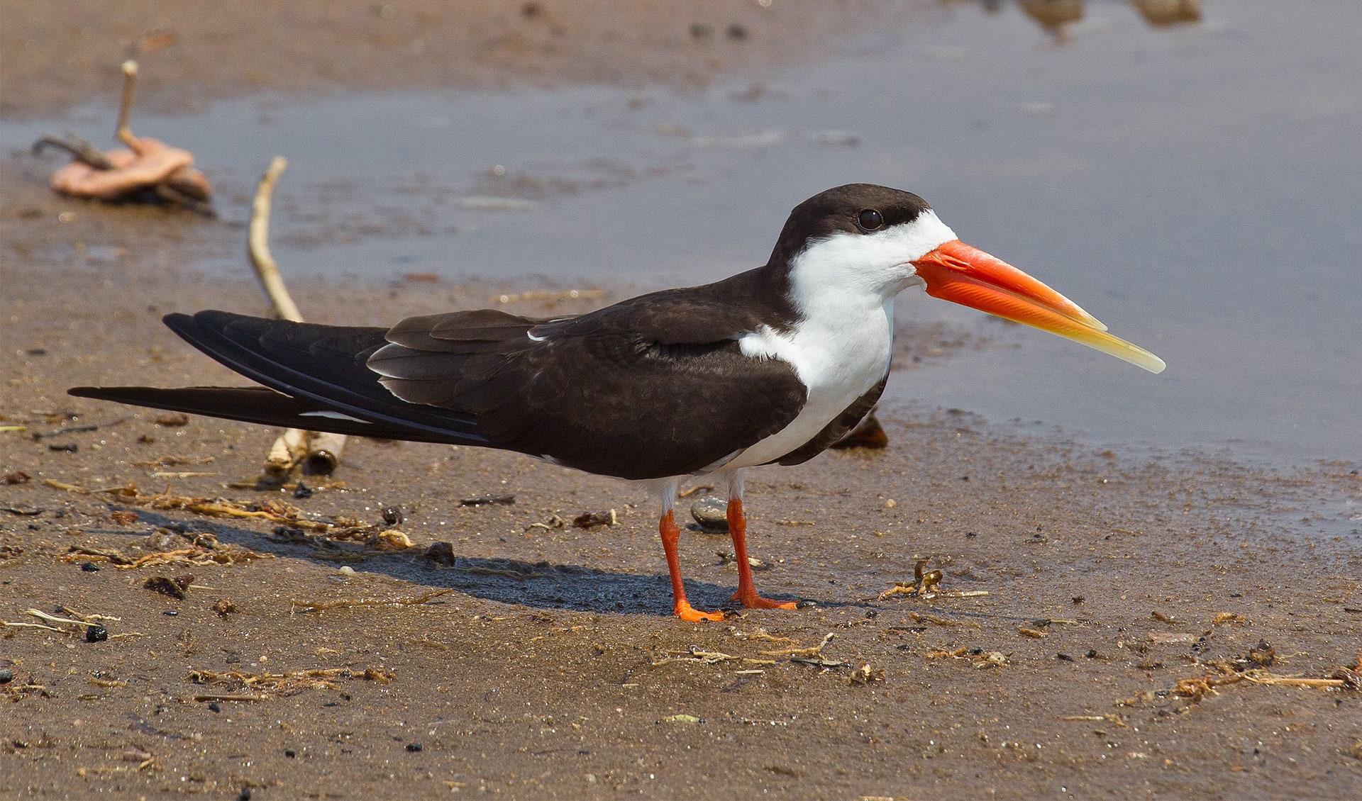African skimmer facts, distribution & population BioDB